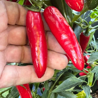 Devil Serrano - Seeds - The Pepper Pantry (Formerly Marie Sharp's)